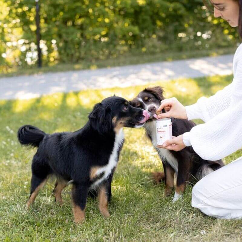 Buddy Care: natuurlijke supplementen voor een gezonde hond