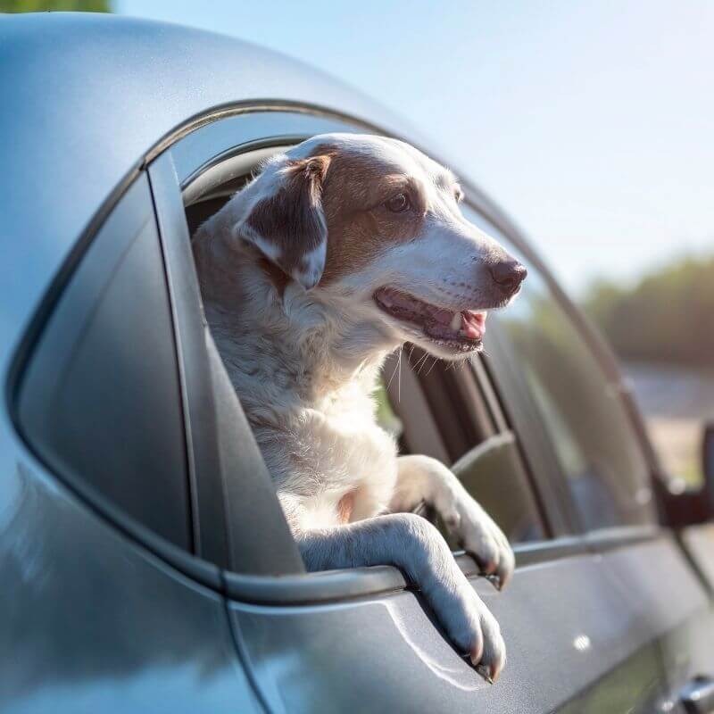 How to handle stress in dogs? Here’s what you should advise as a retailer. How to handle stress in dogs? Here’s what you should advise as a retailer.